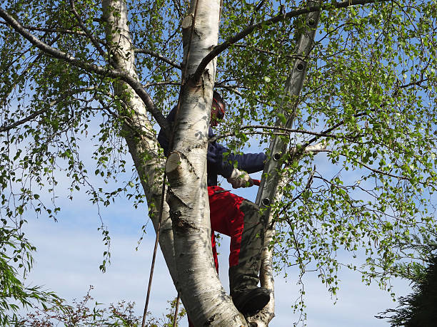 Best Commercial Tree Services  in USA